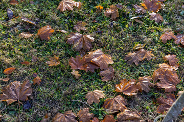 maple leaves covered with condensation closeup, maple leaves fallen to the ground during the autumn...