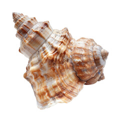 Close-up of a seashell with intricate spiral patterns