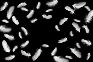 ふわふわと舞い上がる、白い鳥の羽