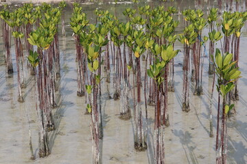 dense field of young mangrove trees, planted in shallow coastal waters, stands tall. Their slender...
