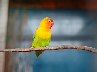 A close-up Single of a colorful lovebird dominated by yellow and orange-red, with a blurred background, covers part of a dark blue wall.
