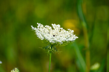 A close-up of Queen Anne’s Lace reveals its delicate white blossoms and a tiny insect, set against a softly blurred green background.