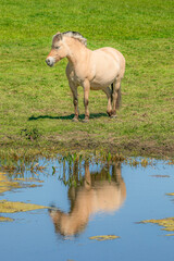 Fototapeta premium Fjord horse with foal standing by the lake 2024