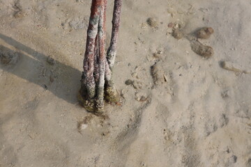 mangrove trees stand in uniform rows across a shallow, calm body of water, likely a coastal area...