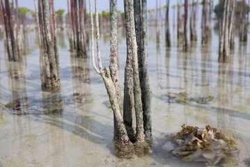 dense field of young mangrove trees, planted in shallow coastal waters, stands tall. Their slender...