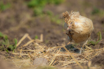 A small yellow dwarf hen chicken with bristly feathers