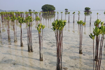 dense field of young mangrove trees, planted in shallow coastal waters, stands tall. Their slender...