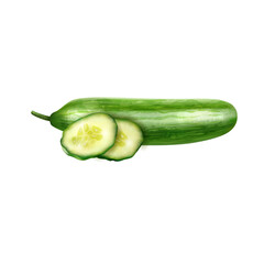 vector illustration of cucumber