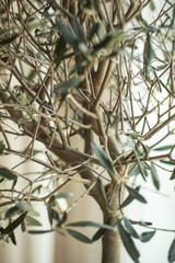 Olive tree with dense branches near beige curtain indoors