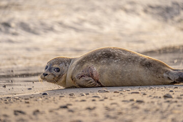Great seal pups lie in the sand 2024 2024