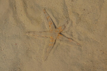 starfish, a vibrant mix of orange and brown, lies partially buried in the textured, sun-drenched...