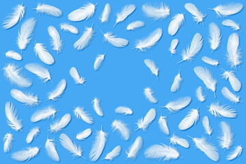 ふわふわのフェザーが美しい、白い鳥の羽