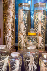White Korean ginseng roots preserved in tall glass jars filled with liquid, displayed in a Seoul...