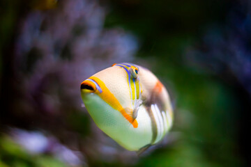 피카소 트리거 피쉬