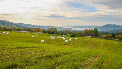 Obraz premium Norway – Countryside landscape with green fields dotted with wrapped hay bales, autumn trees in the distance, and a lake surrounded by hills under a partly cloudy sky.