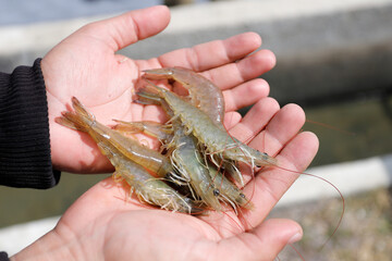 Fresh, raw Pacific white shrimp (Litopenaeus vannamei) in hand at an aquaculture farm.