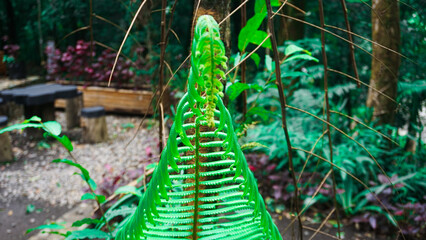 tropical fish in the aquarium