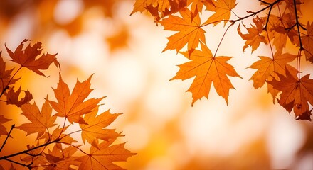 Autumn Maple Leaves, Vibrant Fall Foliage, Golden Orange Hues, Nature Photography