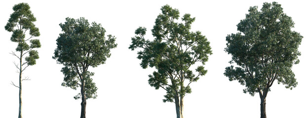 Set of Eucalyptus globulus and Banksia integrifolia frontal isolated png in sunny daylight on a...