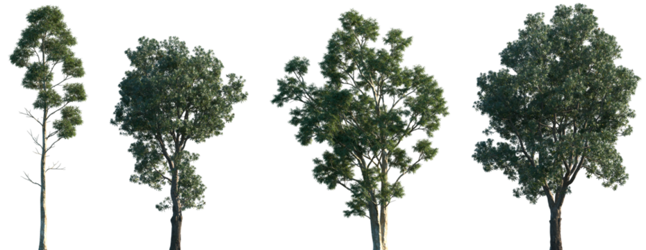 Set of Eucalyptus globulus and Banksia integrifolia frontal isolated png in sunny daylight on a transparent background perfectly cutout - Powered by Adobe