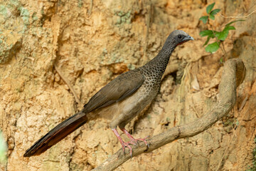 Colombian Chachalaca (Ortalis columbiana) Wild turkey on a tree branch in its natural habitat