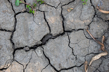 Cracked agricultural soil from summer drought with green plants growing out of the ground.