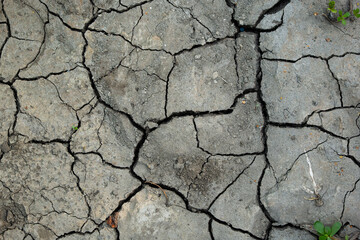 Cracked agricultural soil from summer drought with green plants growing out of the ground.
