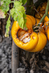 Large,ripe yellow tomatoes with large hole from worms and yard chickens eating them out.