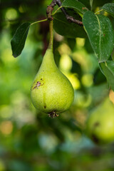 Raw, fresh pear fruit ripening on the stem in a pear tree. Close up shot, no people