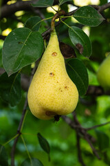 Raw, fresh pear fruit ripening on the stem in a pear tree. Close up shot, no people