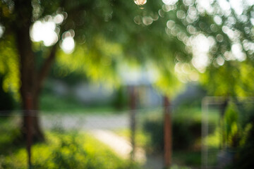 Blurred or defocused tree canopy and vegetation background or wallpaper. Blurry tree, specular highlights, bokeh, no people