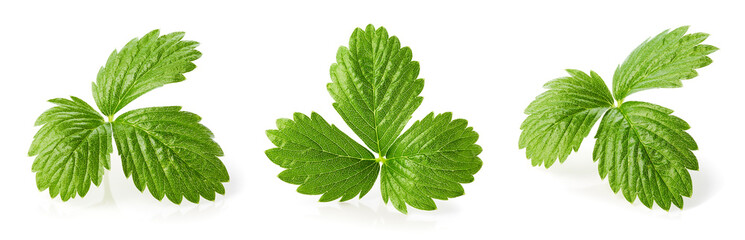 Collection of various green strawberry leaves on white background