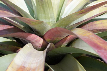 Makroaufnahme einer Tillandsia marnier-lapostollei 