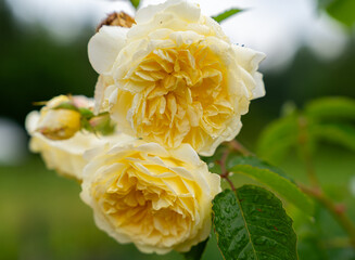 Close-up of a beautiful garden rose. garden flowers. 
