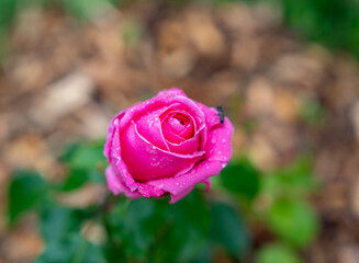 Close-up of a beautiful garden rose. garden flowers. 