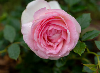 Close-up of a beautiful garden rose. garden flowers. 