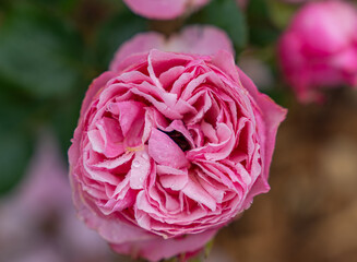 Close-up of a beautiful garden rose. garden flowers.