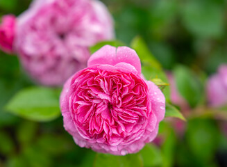 Close-up of a beautiful garden rose. garden flowers.