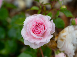 Close-up of a beautiful garden rose. garden flowers.