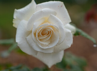 Close-up of a beautiful garden rose. garden flowers.