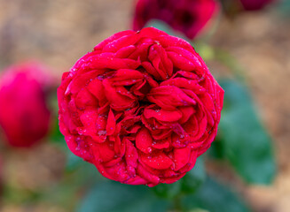 Close-up of a beautiful garden rose. garden flowers.