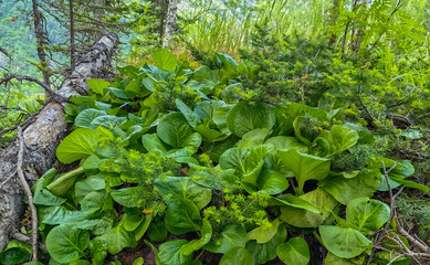 Lush green plants thrive on the forest floor, showcasing natural beauty and vibrant foliage.