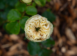 Close-up of a beautiful garden rose. garden flowers.