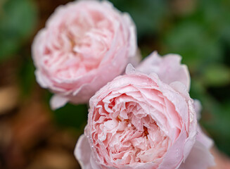 Close-up of a beautiful garden rose. garden flowers.