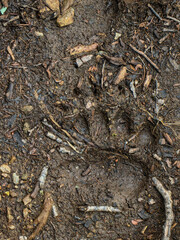 A distinct bear track is impressed in the muddy forest ground, revealing the path of an animal.