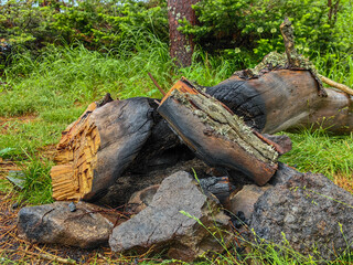 Weathered logs and rocks rest on a bed of grass in a forest setting.