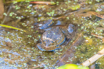 A large green frog sits in the marsh.