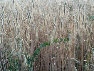 feld ernte bauer landwirtschaft getreide korn weizen roggen acker nahrung field harvest farmer...