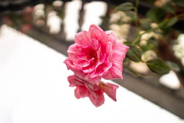 Pink rose Reflection on Mirror  with sunlight close-up photography
