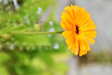 A pretty flower (Calendula officinalis) is blooming in a garden in summer time.